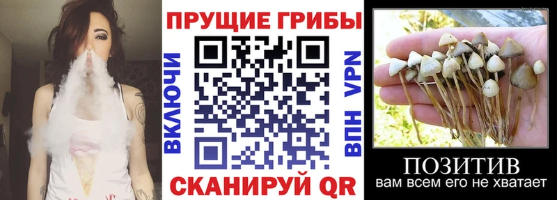 Купить где  Жиздра  Галлюциногенные грибы Cubensis 